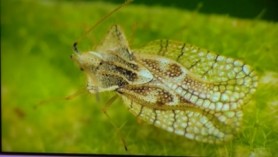 Localnicii de la Ialoveni terorizați de insecte neidentificate: „Provoca mușcături, atât adulților cât și copiilor”